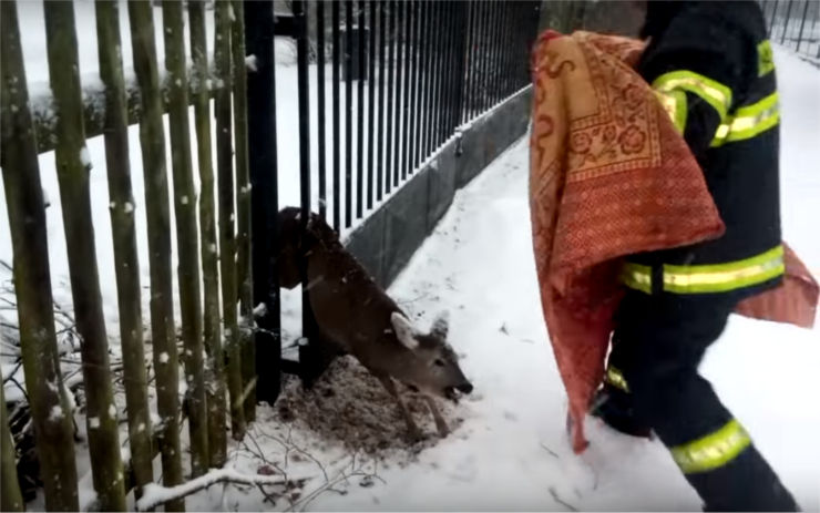 VIDEO: Hasiči vyjeli na pomoc uvízlé srnce. Zasekla se v brance