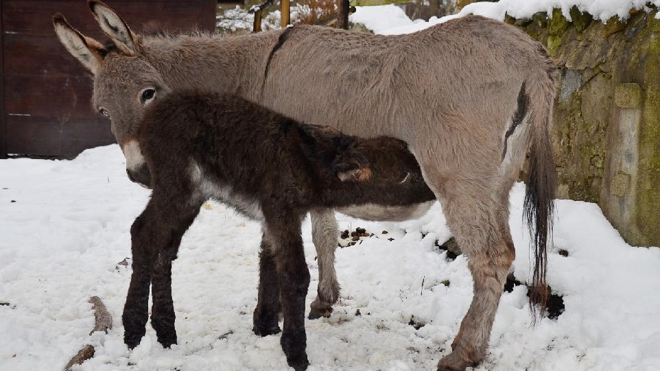 Děčín: V zoo se radují z narozeného oslíka