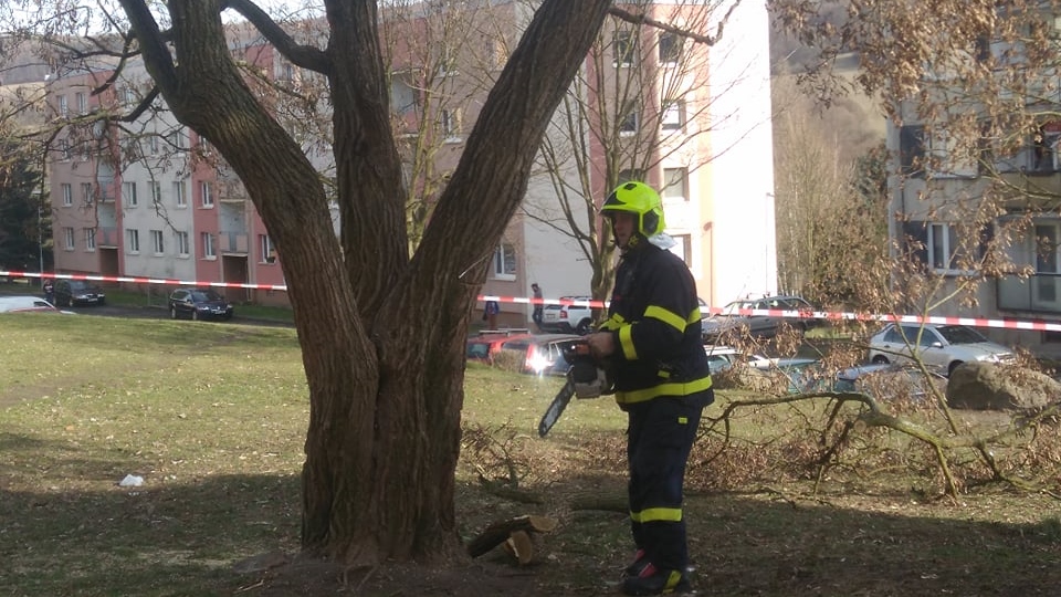 Jílové: K poškozenému stromu u hřiště vyjeli hasiči i strážníci. Strom byl pokácen 