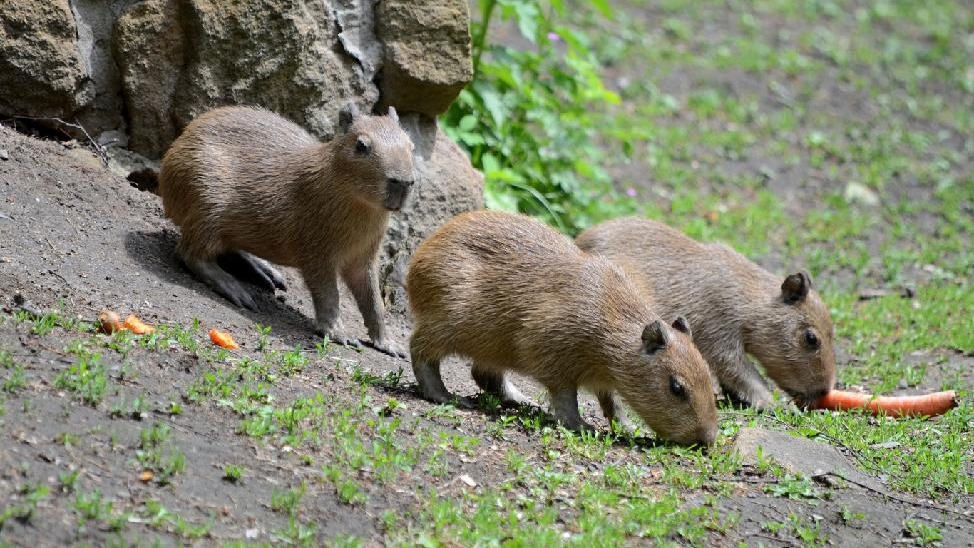 Trojnásobná radost v děčínské zoo: Máme trojčata kapybar vodních 