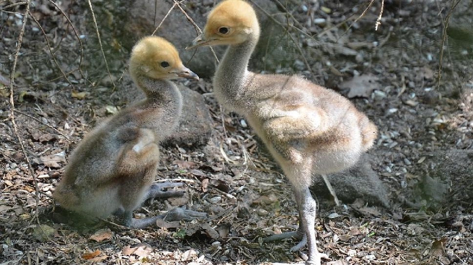 Zoo Děčín: Jeřábi panenští vyvedli letos dvě mláďata 