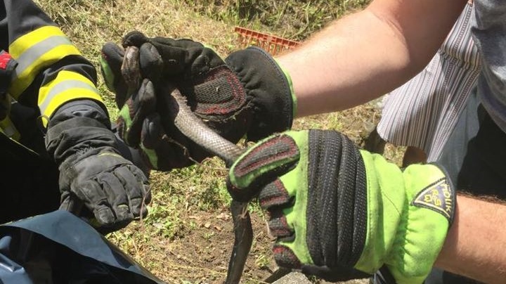 Na zahradě ve školce, kde si hrají děti byla zmije. Hasiči provedli její odchyt a strážníci ji odvezli