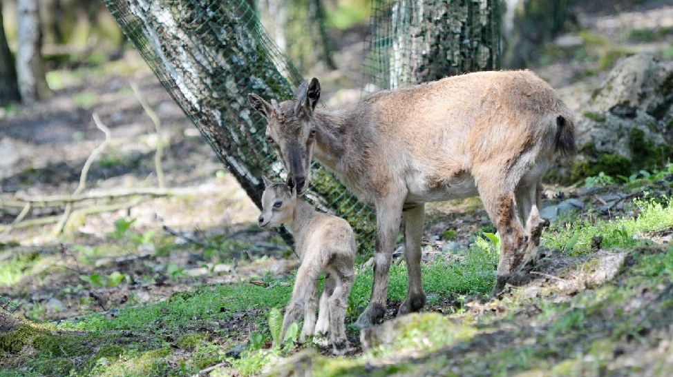 Děčín: Zoo rozmnožila vzácné kozy šrouborohé 