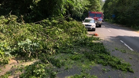 Hřensko: Pád stromu zablokoval část silnice u hranic. Na místě zasahovali hasiči i strážníci