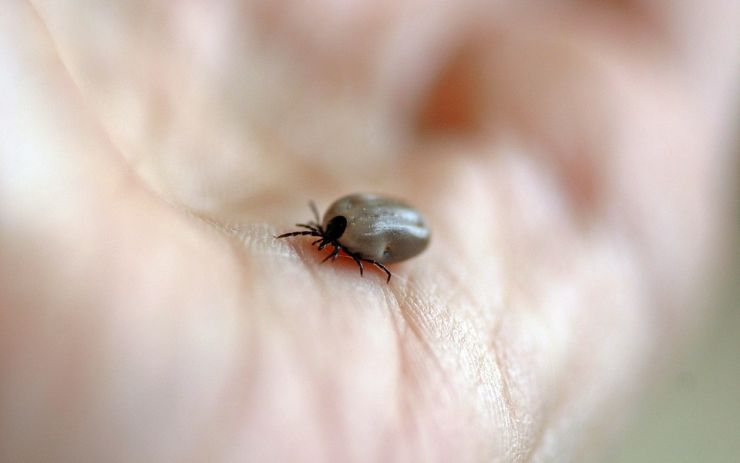 Dva lidé z Děčínska se nakazili klíšťovou encefalitidou. Stoupá i výskyt lymeské borreliózy