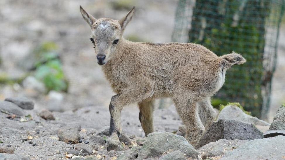 Zoo Děčín nabízí dětem volná místa v zájmových kroužcích