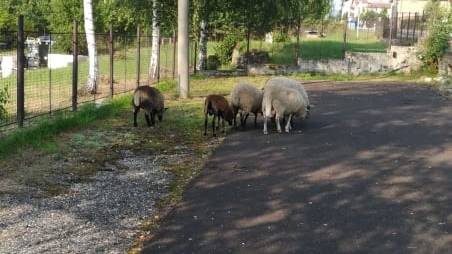 Ovce na silnici zajistil oznamovatel a strážníci. S odchytem pomohla farmářka
