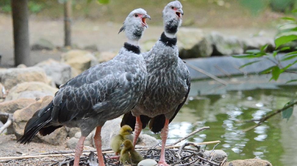 Zoo Děčín: Druhá snůška již přinesla chovatelský úspěch