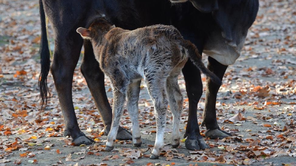 Děčín: Návštěvníky zoo vítá telátko zebu zakrslého