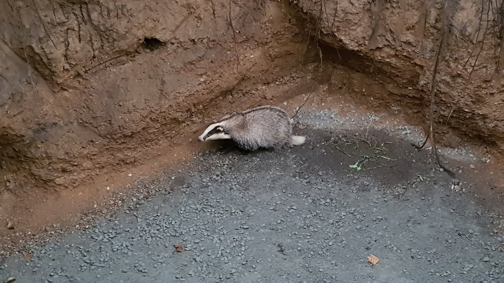 Jezevec spadl do výkopu. Zvířeti pomohli hasiči