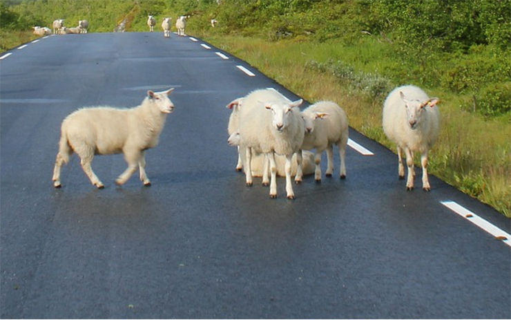 AKTUÁLNĚ: V Děčíně a ve Veselém se bouralo, u Dolního Podluží se pohybují ovce v příkopu