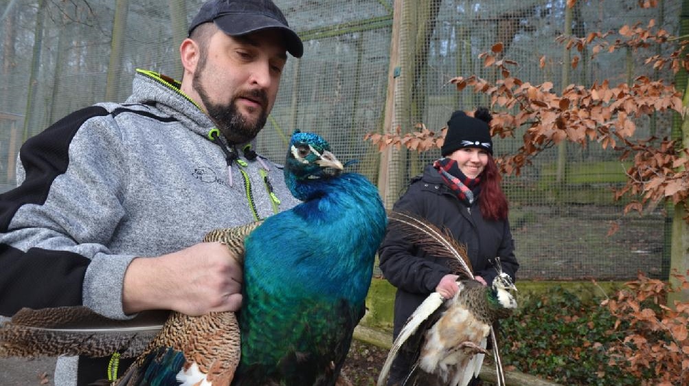 Děčín: Zoo zavedla preventivní opatření kvůli ptačí chřipce 
