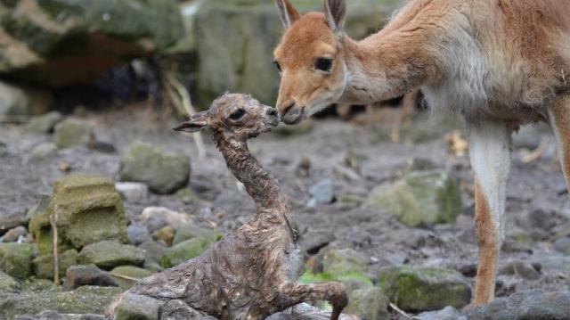 Prvním přírůstkem se v děčínské zoo stalo mládě vikuni