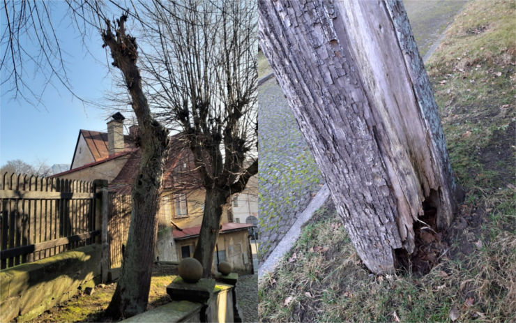 Lípy u Kaple Narození Panny Marie půjdou k zemi. Jsou ve špatném stavu