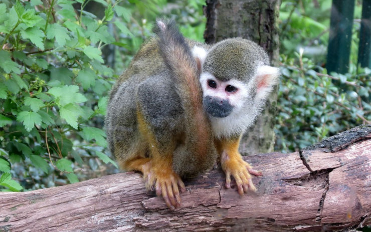 Zoo Děčín: Jarní prázdniny jsou za rohem, děti se během nich mohou zapojit do soutěže