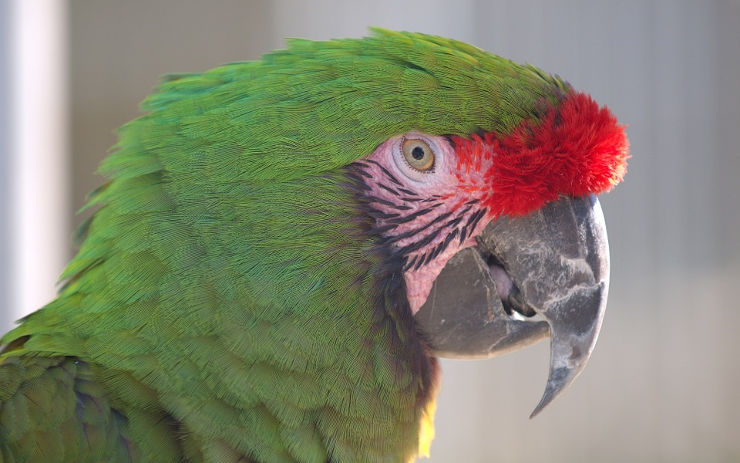 Děčínská zoo vyhlašuje kreativní soutěž na ptačí téma