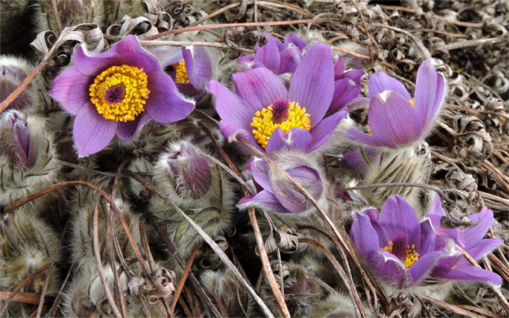 Víte, která rostlina je poslem jara na jižní Moravě? Kvete i v teplické botanické zahradě