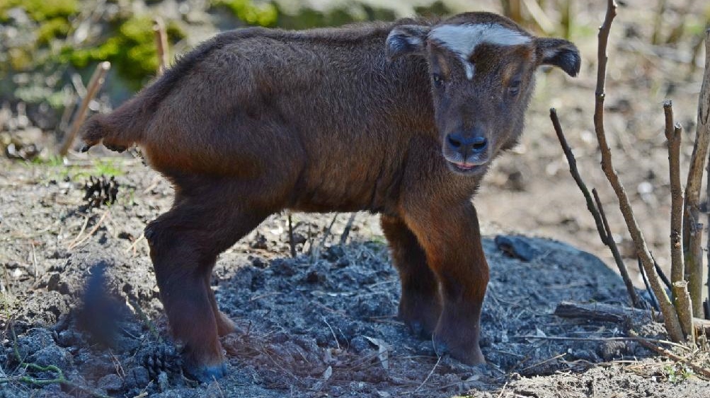 V zoo se narodilo mládě vzácného takina indického