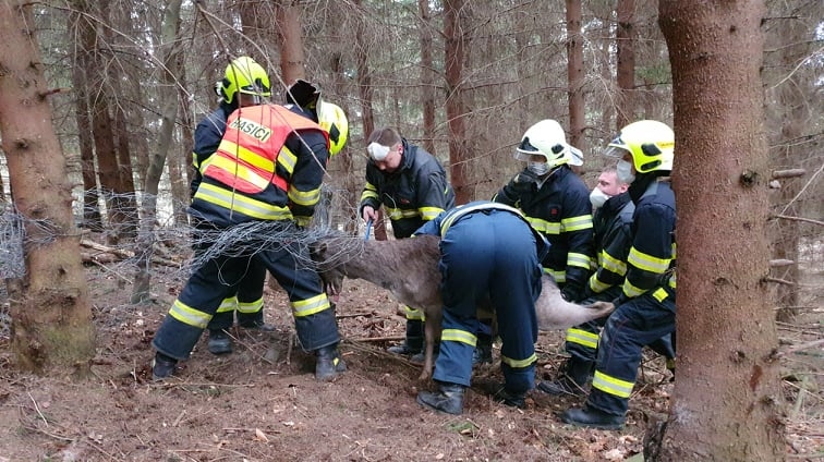 Jelen se zamotal do plotu a nemohl se sám vysvobodit. Zvířeti pomohli hasiči