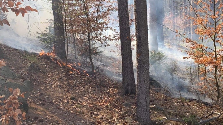 Další požár lesního porostu v Děčíně! K místu vyjely celkem čtyři hasičské jednotky