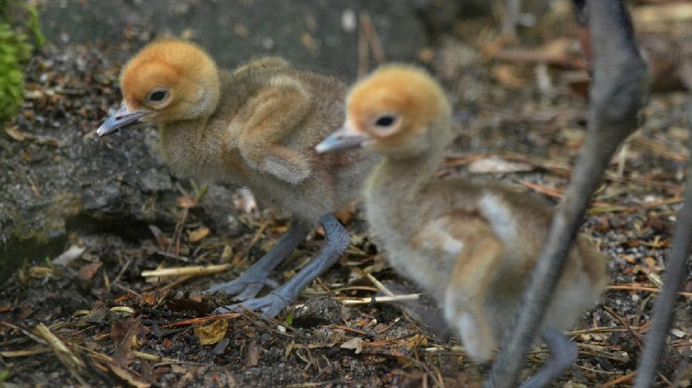 Jeřábi panenští v děčínské zoo vyvedli letos dvě mláďata