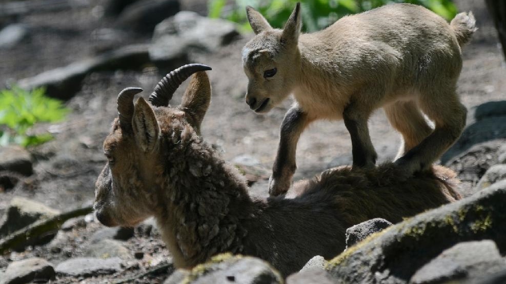 Babyboom v děčínské zoo pokračuje! Narodil se ohrožený kozorožec kavkazský