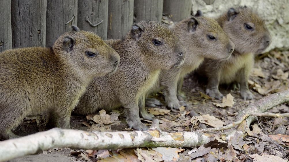 Čtyřnásobná radost v děčínské zoo: Máme čtyřčata kapybar vodních