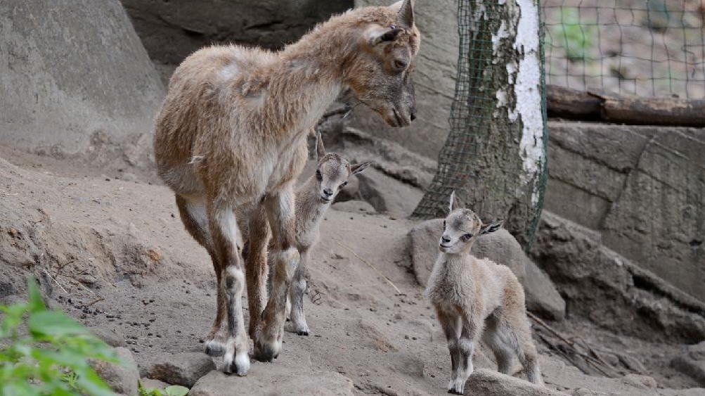 Děčín: Zoo rozmnožila vzácné kozy šrouborohé. Zahrada je nyní otevřena denně od 8 do 19 hodin