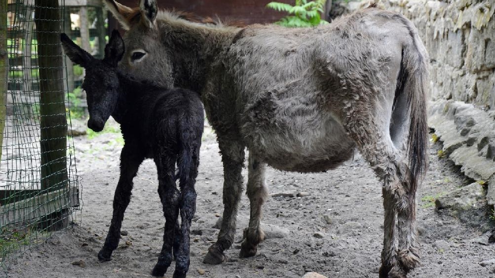 V zoo se radují z narozeného oslíka