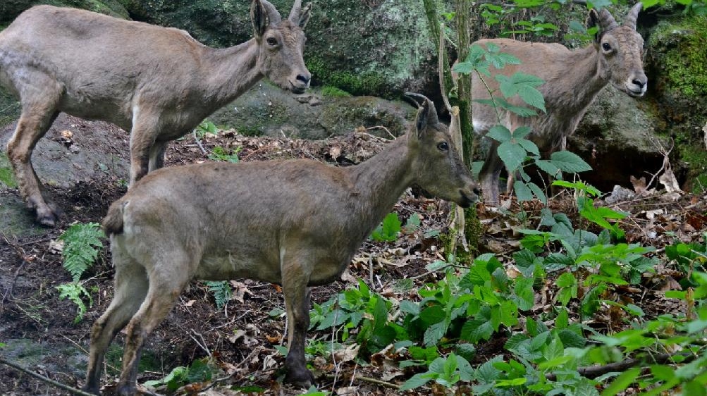 Kozorožci dagestánští: Nový druh v Zoo Děčín