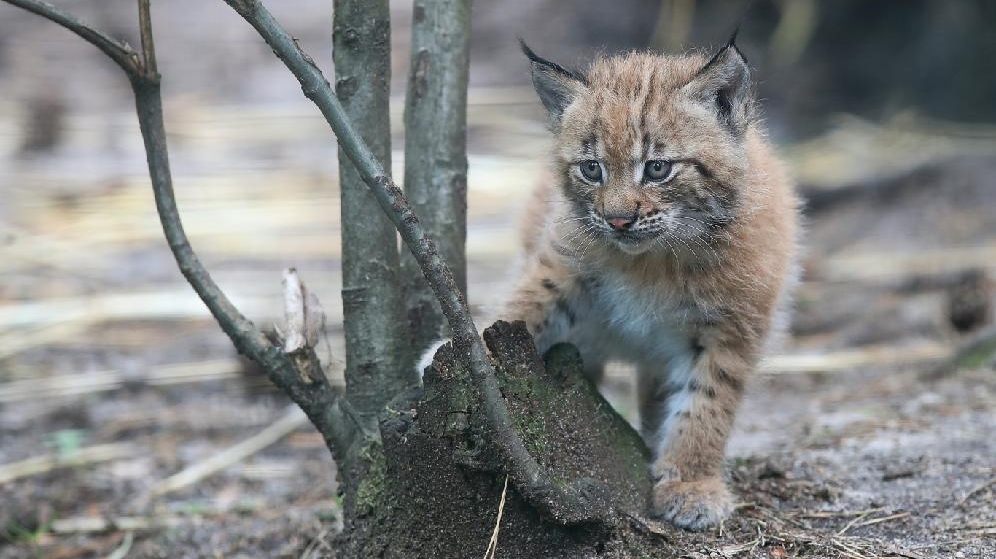 Dalším přírůstkem z děčínské zoo je kotě rysa ostrovida
