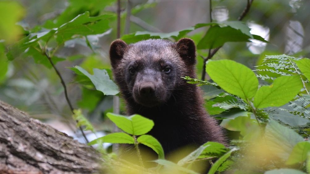 Nový obyvatel Zoo Děčín: Rosomák sibiřský