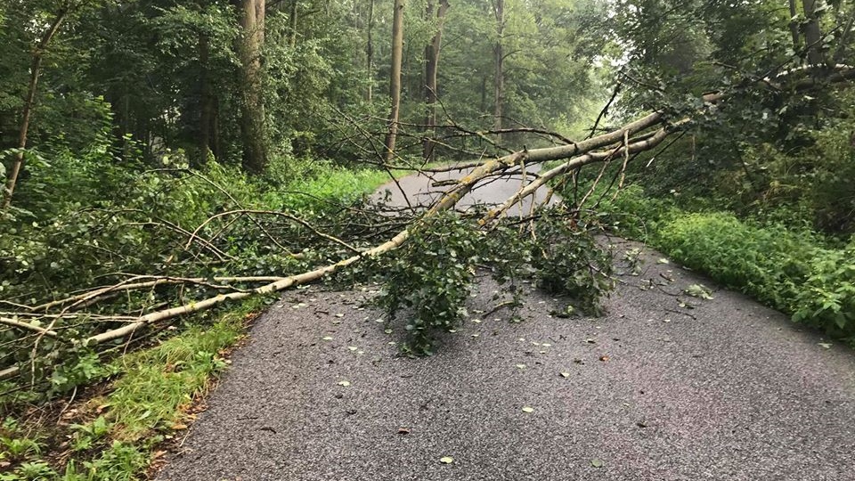 Hasiči z Benešova vyjeli k spadlým stromům a k odstranění sršního hnízda