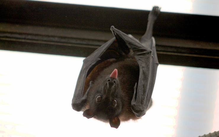 Naučte se vyrábět budky pro netopýry! Můžete si je odnést a vyvěsit na zahradě