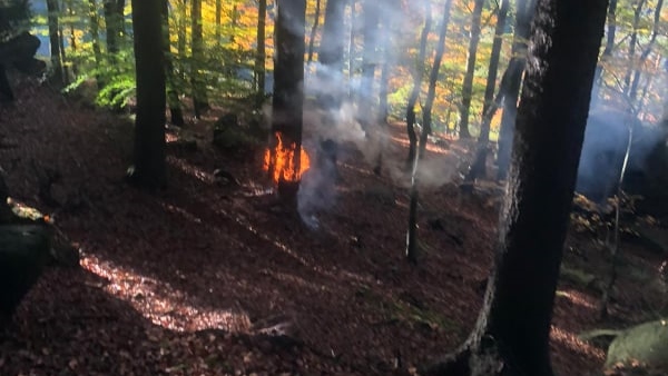 Nad obecním úřadem hořel strom. Pravděpodobně ho někdo zapálil