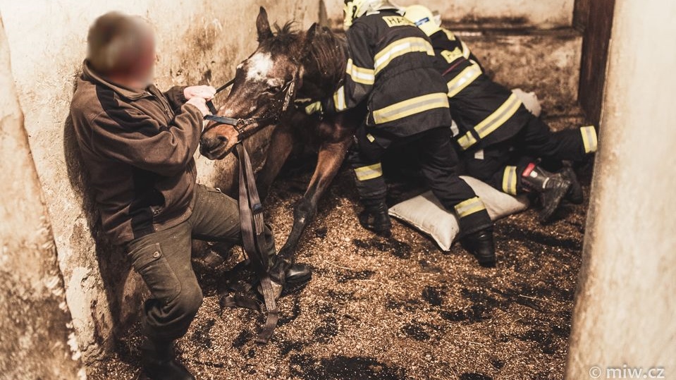 Fotografií se vracíme k záchranné akci hasičů. Jednotka pomáhala zvednout koně vážícího přes 400 kilogramů