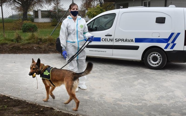 Celníci vycvičí psy na vyhledávání onemocnění covid-19. Pomáhat budou třeba na letišti