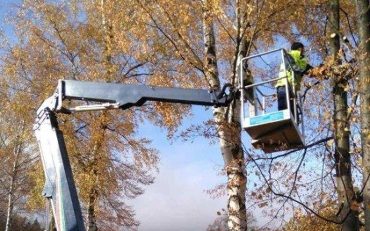 Technické služby prořezávají stromy. Větve zasahují do silnic, způsobují i výpadky elektřiny