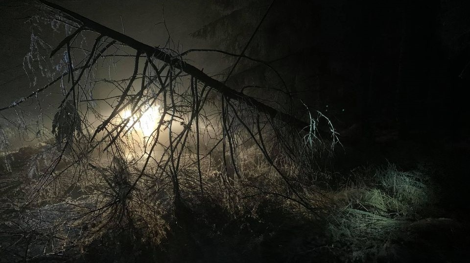 Strom zcela zatarasil silnici z Jílového na Sněžník. Při pádu poškodil telefonní vedení