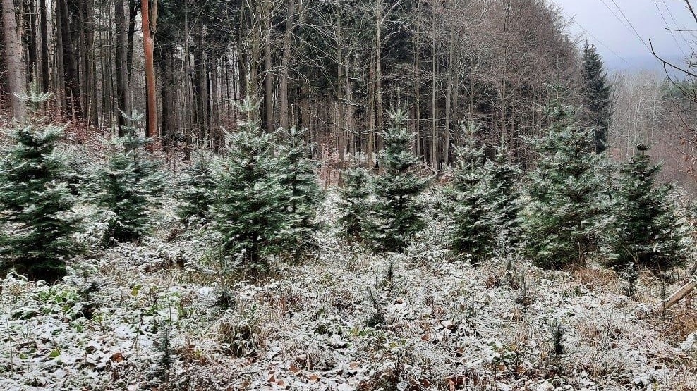 Přijďte si vybrat svůj vánoční stromek do městských lesů
