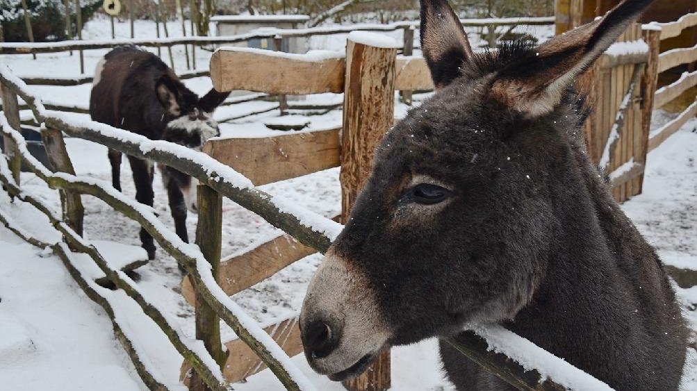 Zoo je po dvouměsíční pauze opět otevřena