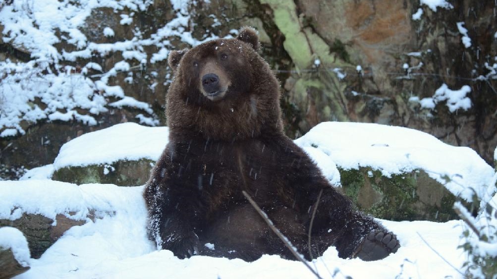 Zoo Děčín: Bruno řádí na sněhu, spát se mu nechce