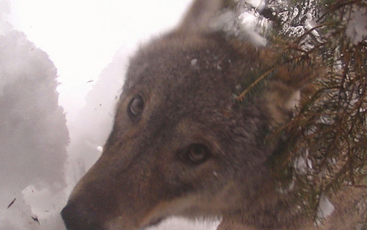 VIDEO: Fotopast zachytila vlka dovádějícího ve sněhu. Podívejte se na unikátní záběry