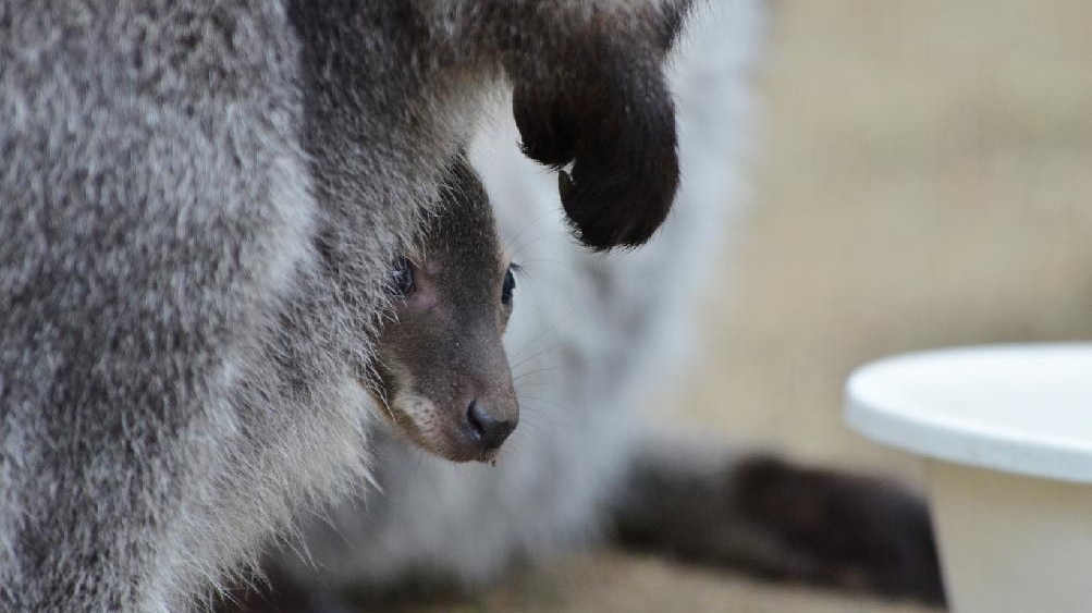 Foto: Klokaní babyboom v děčínské zoo! 