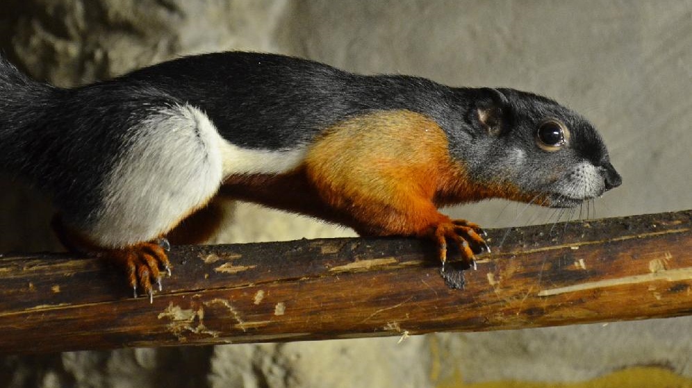 Dalším přírůstkem v děčínské zoo je tropická veverka