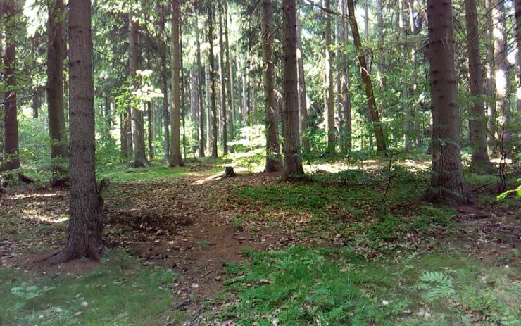 Krade se opravdu všechno! Z lesa zmizely ochranné sítě proti hmyzu