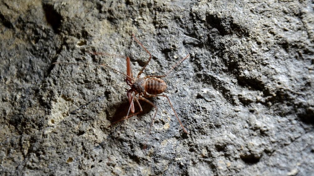 Ani pavouk, ani štír, ale bičovec! Terarijní Expozice Rajské ostrovy má nové obyvatele