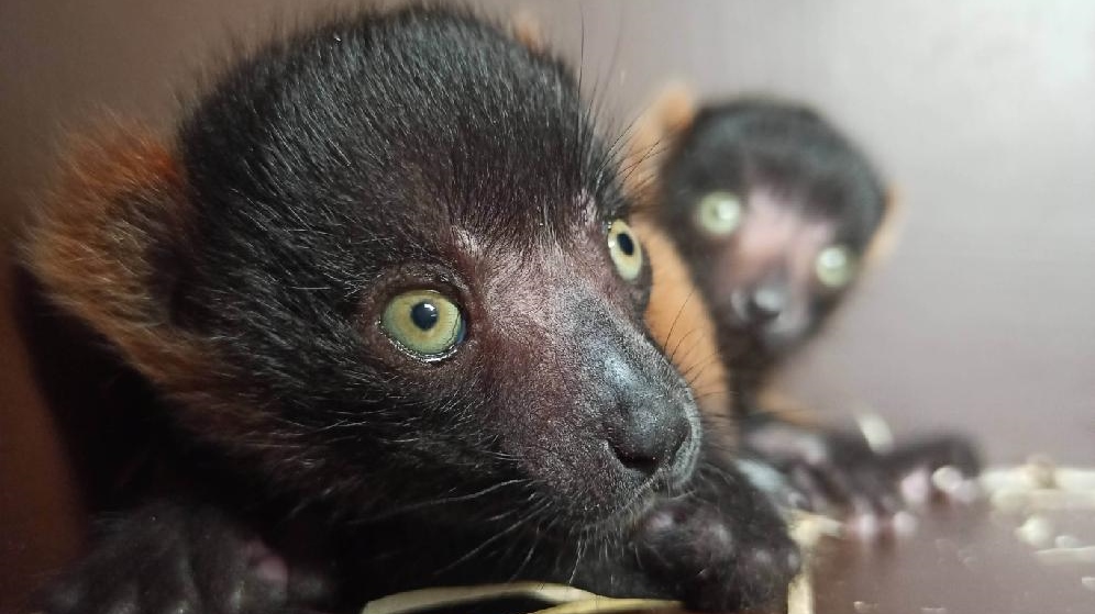 Zoo hlásí další odchov: Dvojčata kriticky ohrožených vari červených