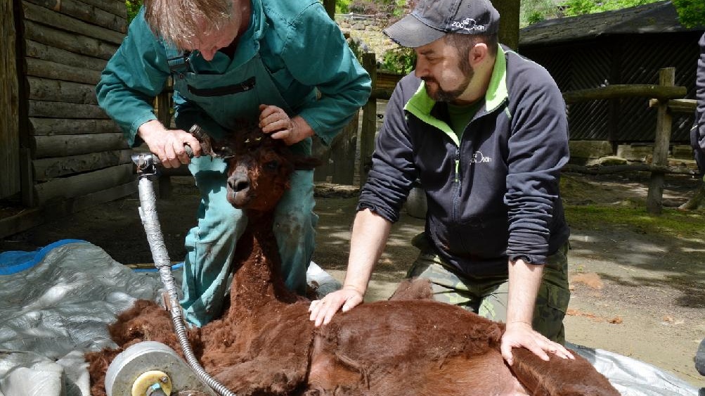 Foto: Lamy alpaky dostaly v děčínské zoo letní sestřih 