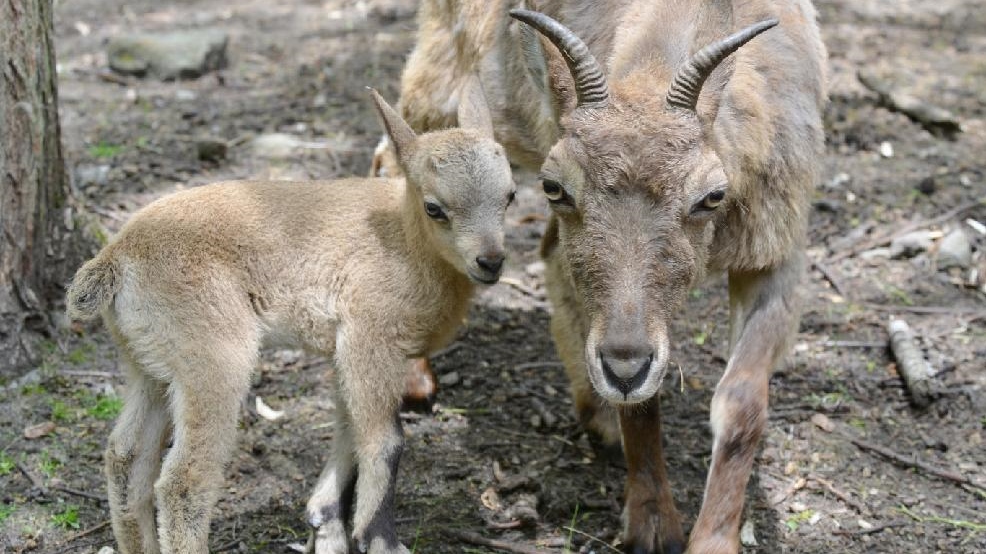 Zoo se může pochlubit novým přírůstkem! K vidění tu jsou mláďata dvou druhů horských koz